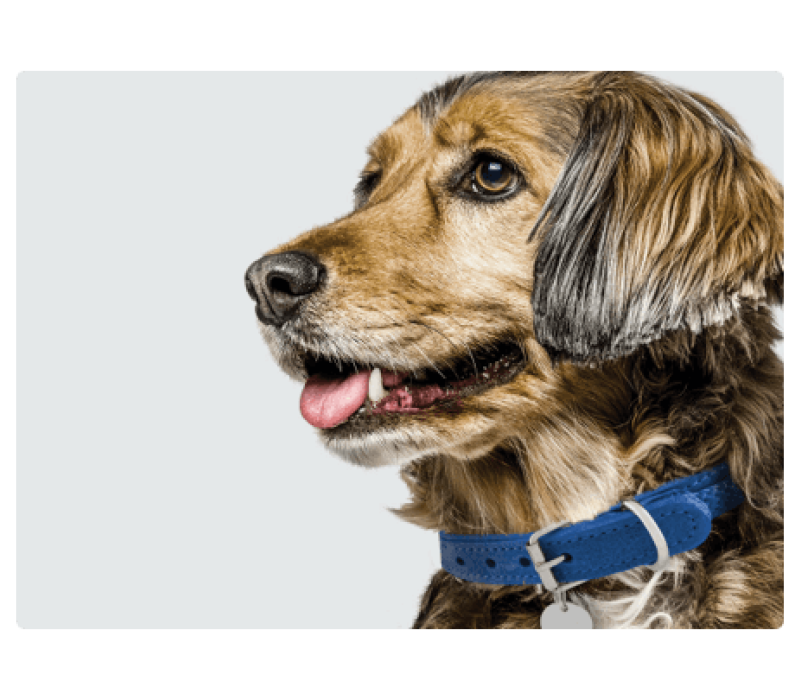 Will Vetmedin Help My Dog